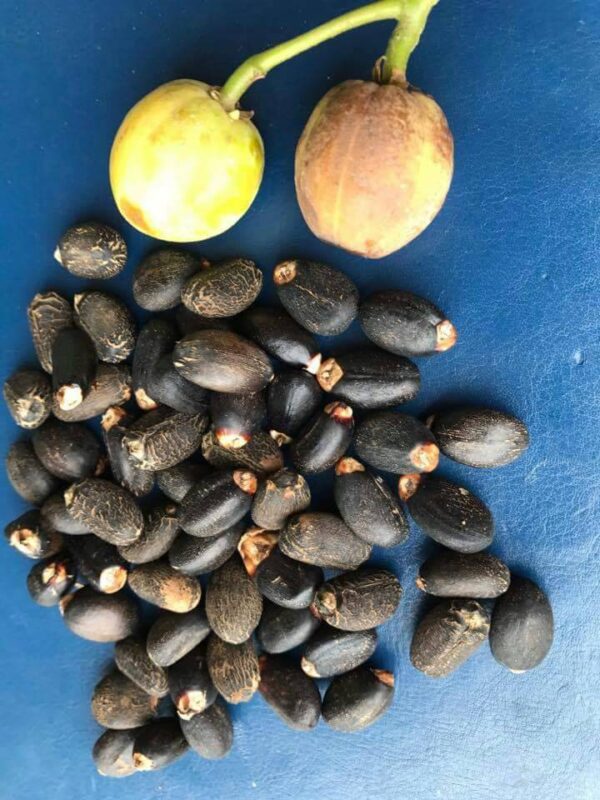 Jatropha Caurcas Seed/FSG Oil